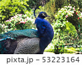Blue male peacock in a natural Park 53223164
