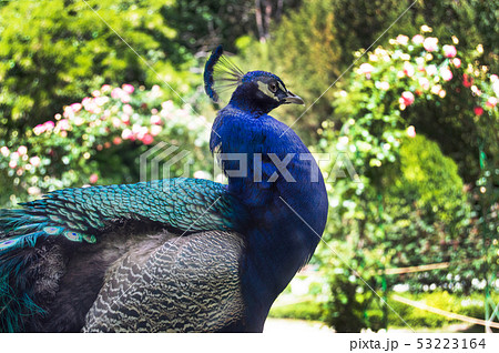 Blue male peacock in a natural Park 53223164