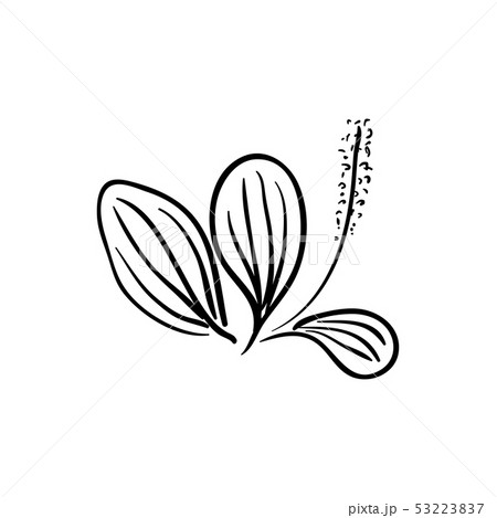 Blooming Ribwort Plantain Plantago lanceolata, 53223837