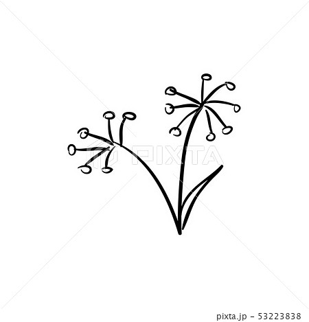 Wild fennel bunch isolated on white background 53223838