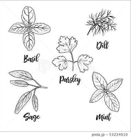 Popular Fresh Culinary Herbs Silhouettes Basil のイラスト素材