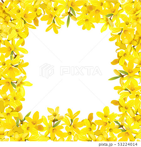 Forsythia suspensa frame. Card template. fluffy 53224014
