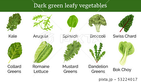 Dark green leafy vegetables, herbs. Spinach, 53224017