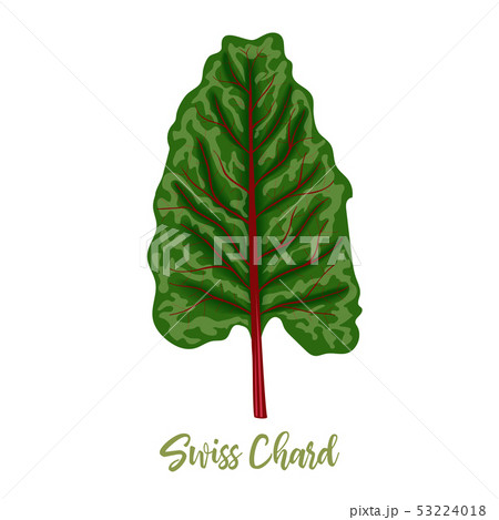 Mangold or Swiss chard Rainbow leaves isolated. 53224018
