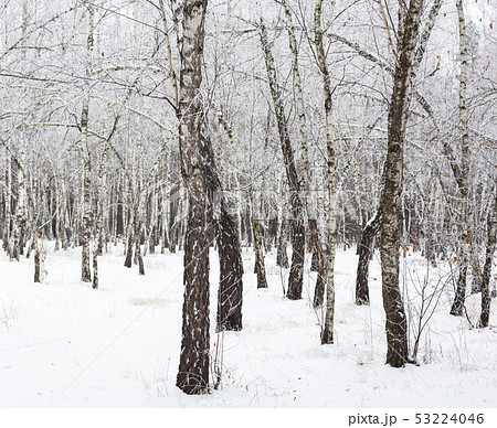Birch trees covered with hoarfrost Birch trees covered with hoarfrost 53224046