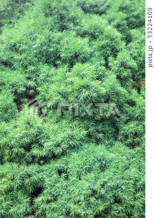 Evergreen juniper branches Evergreen juniper branches 53224109