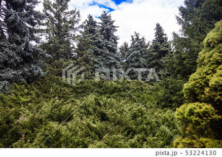 Landscape with blue spruces and juniper bushes Landscape with blue spruces and juniper bushes 53224130