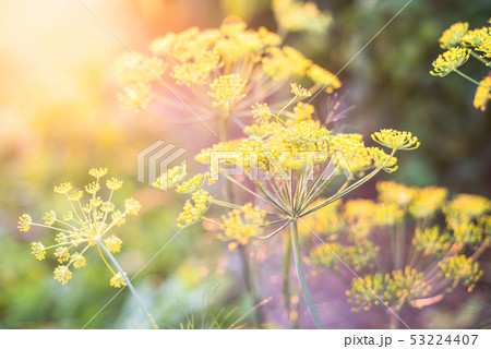 Yellow dill flowers 53224407