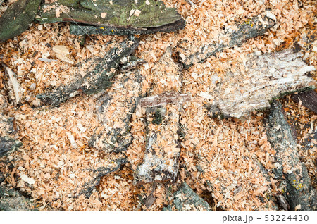 Pile of cut tree bark and wood sawdust Pile of cut tree bark and wood sawdust 53224430