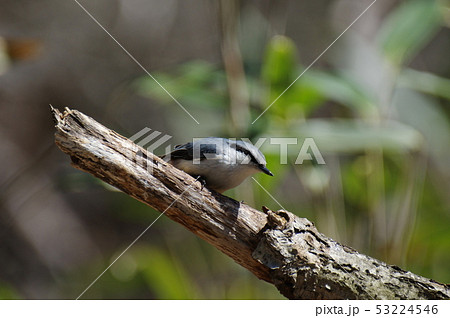 ゴジュウカラ 53224546