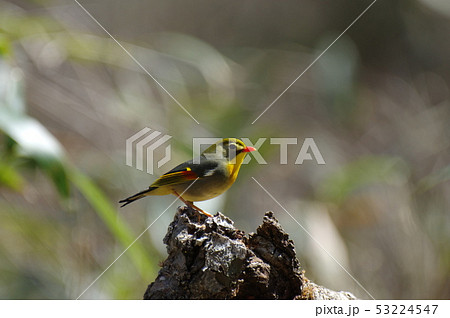 ソウシチョウ 53224547