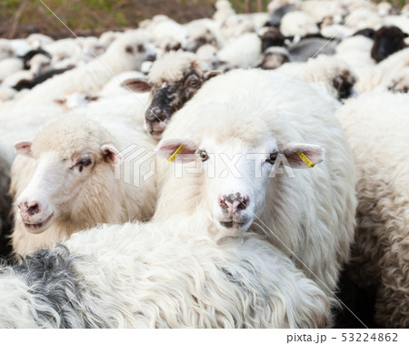 Flock of sheep Flock of sheep 53224862