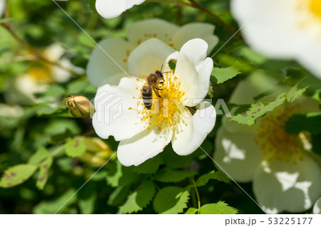 Bee collects nectar from the dog rose flower 53225177