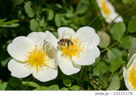 Bee collects nectar from the dog rose flower 53225178