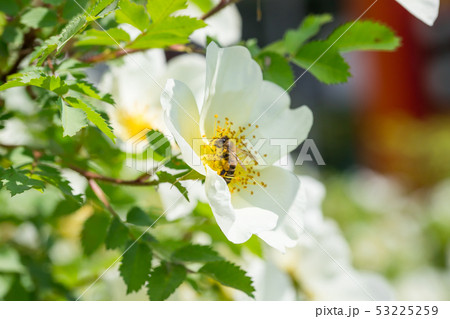Bee collects nectar from the dog rose flower 53225259