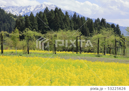 魚沼の菜の花畑と越後山脈 魚沼の菜の花畑と越後山脈 53225626