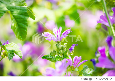 ウスベニアオイ 53225912