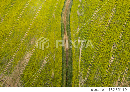 Aerial view of the rapeseed field in spring 53226119
