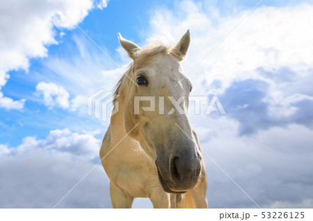 Muzzle of horse outdoors close up 53226125