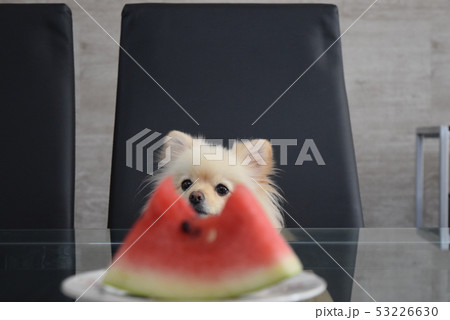 スイカと犬の写真素材 スイカと犬の写真素材