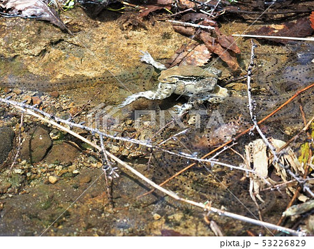 信州の初夏を楽しむ1 53226829