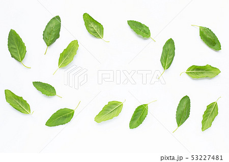 Holy basil leaves on white Holy basil leaves on white 53227481