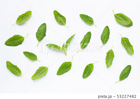 Holy basil leaves on white Holy basil leaves on white 53227482