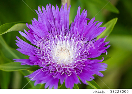 ストケシア 53228006