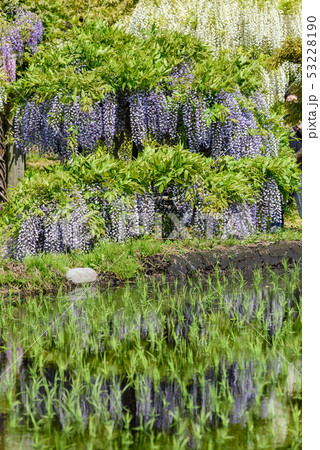 十ノ瀬 藤の郷 53228190