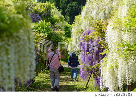 十ノ瀬 藤の郷 53228202