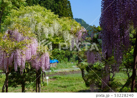 十ノ瀬 藤の郷 53228240