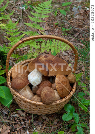 Basket of mushrooms in forest 53228673