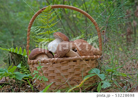 Mushrooms collected in the forest 53228698