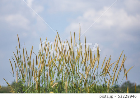 Pennisetum flower with blue sky background. 53228946