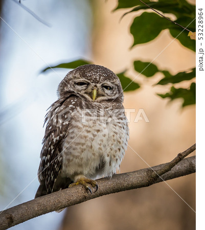 Spotted owlet ( Athene brama ) On the branches. Spotted owlet ( Athene brama ) On the branches. 53228964
