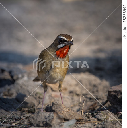 Siberian Rubythroat ( Luscinia calliope )  53228999