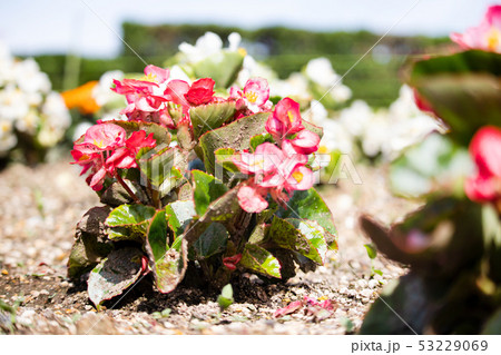 ベゴニア 53229069