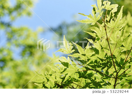 新緑　 53229244
