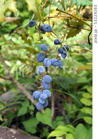 ヒイラギナンテンの実 ヒイラギナンテンの実 53229263
