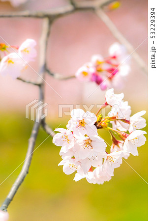 桜咲く！国宝、春の浄土寺の桜（兵庫県小野市浄谷町）※作品コメント欄に撮影位置 53229394