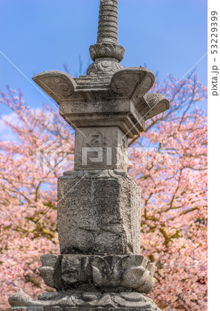 桜咲く！国宝、春の浄土寺の石碑（兵庫県小野市浄谷町）※作品コメント欄に撮影位置 53229399