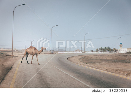 Camel on the road in Oman 53229553