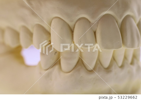 歯科 53229662