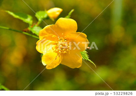 ヤマブキの花 53229826