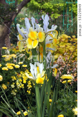 ダッチアイリス（黄色に白） 53229849