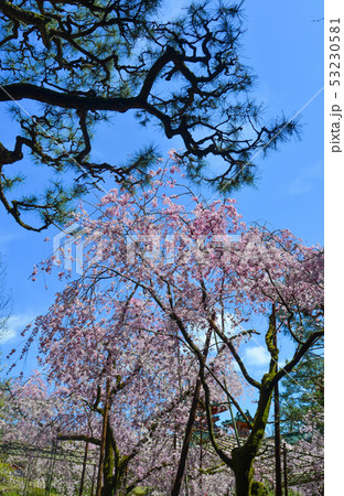 Cherry blossom in Kyoto, Japan Cherry blossom in Kyoto, Japan 53230581