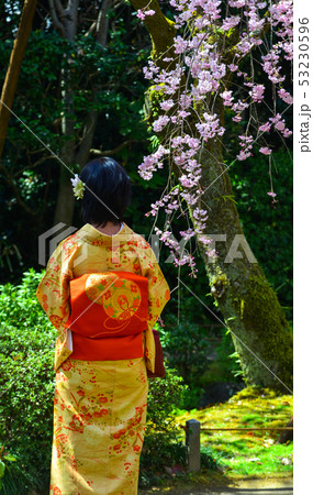 Women walking under cherry blossoms 53230596