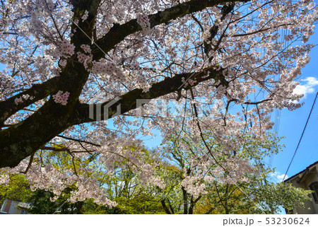 Cherry blossom in Kyoto, Japan Cherry blossom in Kyoto, Japan 53230624
