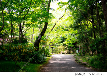 新緑の楽寿園 新緑の楽寿園 53230876