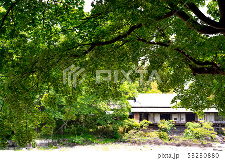 新緑の楽寿園 53230880